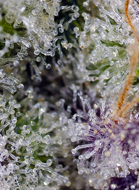 PINEAPPLE_SLUSH_XL_AUTO_SWS114_semenacannabis_cz